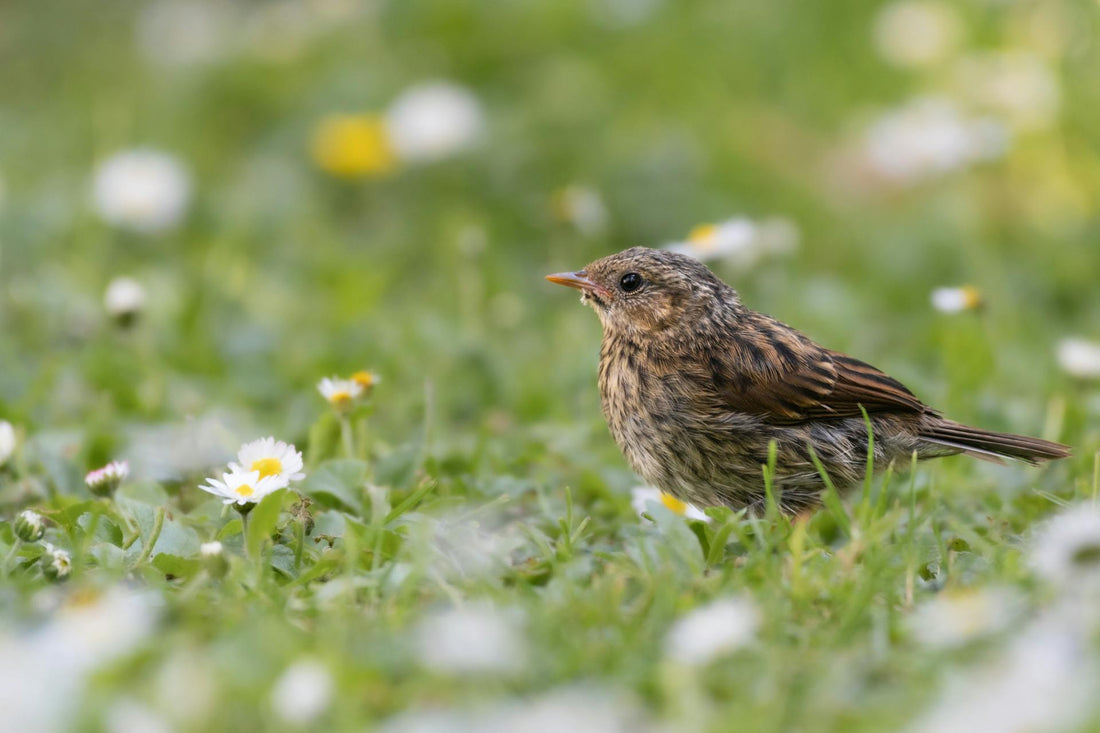 From Healing a Sparrow to Loving Birds
