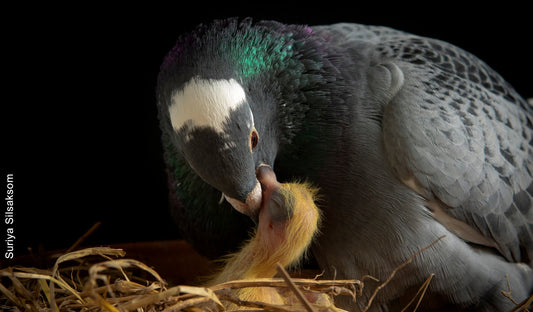 The Fascinating Way Pigeons Feed Their Babies