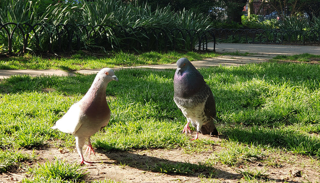 The Flirting Rituals of Pigeons