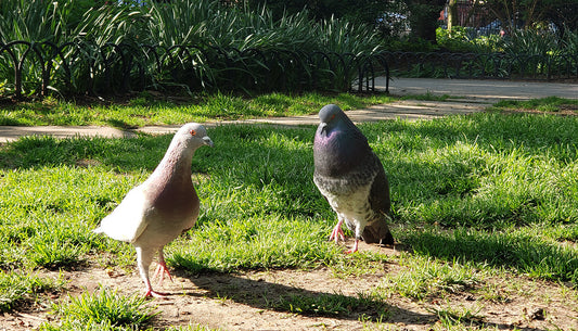 The Flirting Rituals of Pigeons