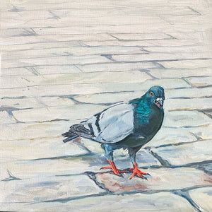 Palermo Pigeon III, Oil on Canvas, 12in x 12in — Palermo, Sicily, Italy