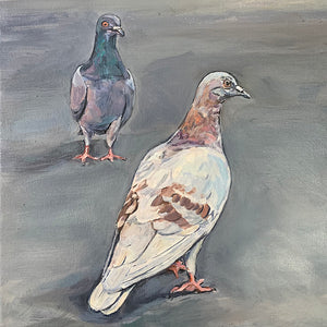 Pigeons of Taormina, Oil on Canvas, 12in x 12in — Taormina, Sicily, Italy