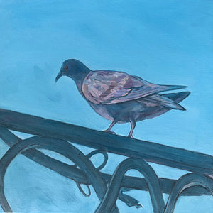 Pigeon in Early Evening, Oil on Canvas, 12in x 12in  — Palermo, Sicily, Italy